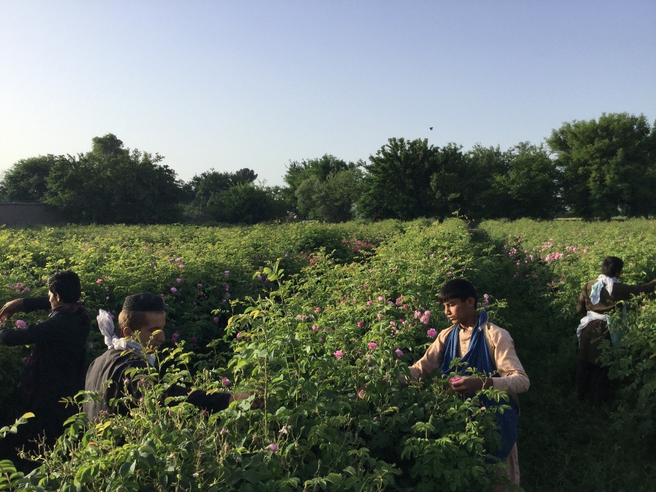 Young men harvesting roses at golden hour in a field in Nangarhar