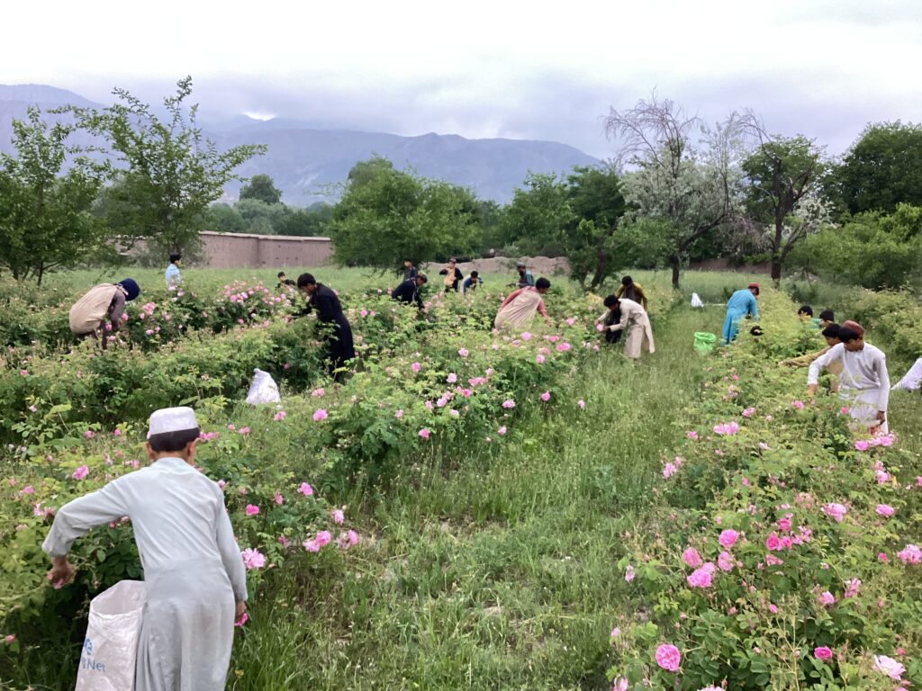 Community harvesting roses together in a field in Nangarhar