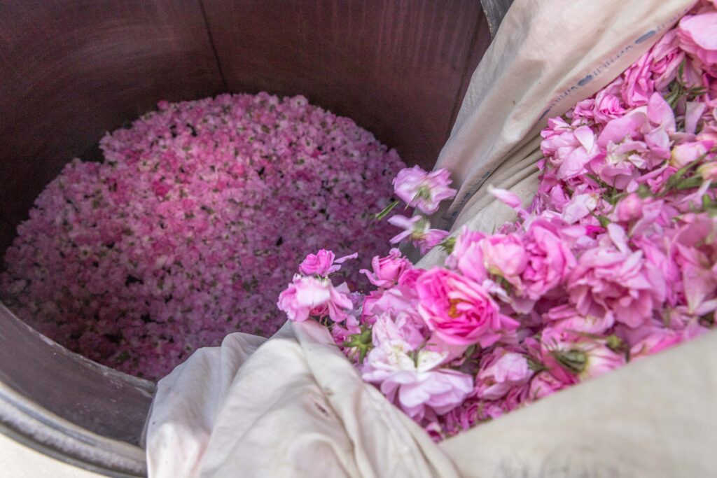 Harvesting roses for the Women's Attar Collective in Nangarhar