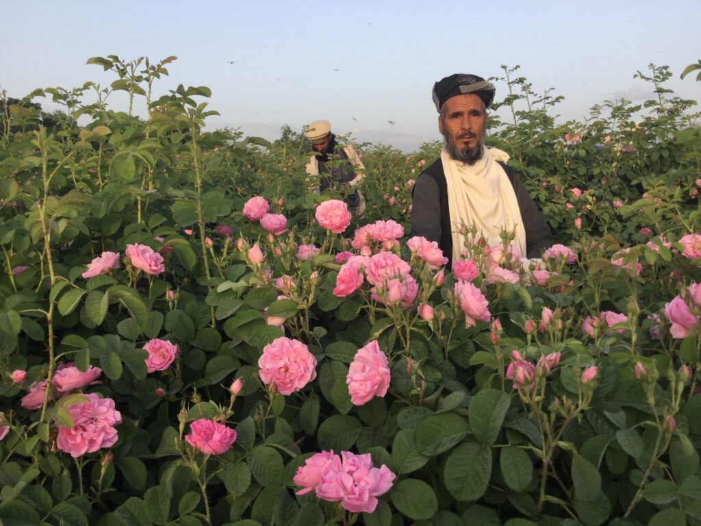 Rose harvest in Nangarhar for natural attar