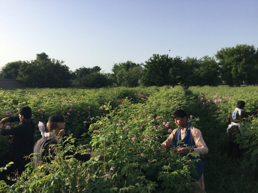 Gathering rose petals in a Nangarhar field