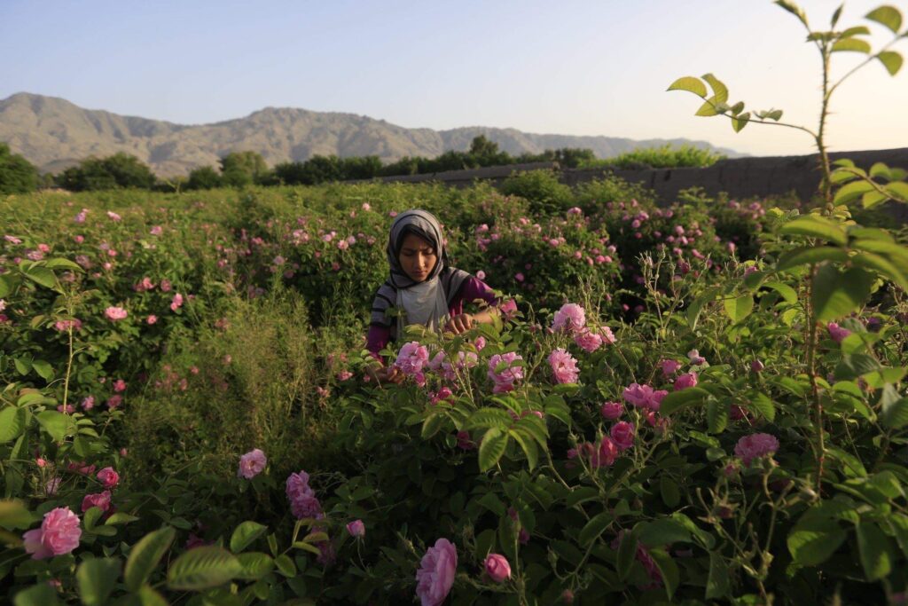 Rose petals collected for attar distillation
