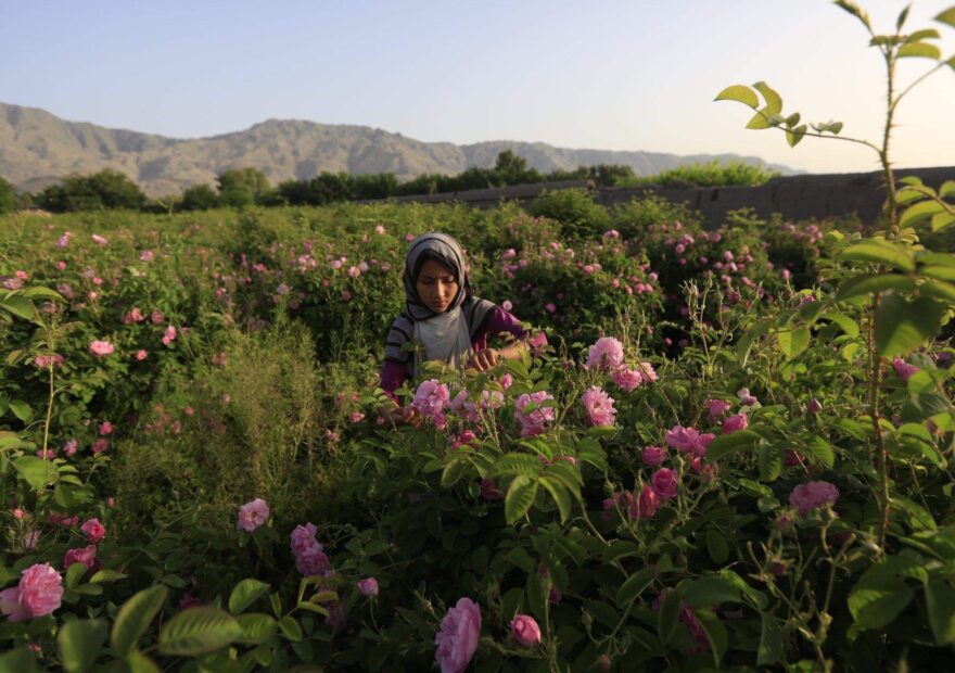 Hands-on work producing natural attar in Nangarhar